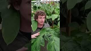 Corpse Flower Facts and Types Amorphophallus