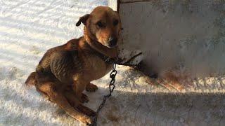 He Was Chained And Abandoned In The Dumpster His Body Frozen Almost Desperate