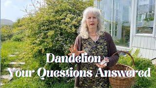Dandelion - Your Questions Answered