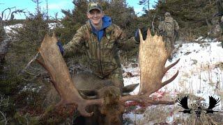 Trophy Newfoundland Bull Moose  Jaspers Hunt.