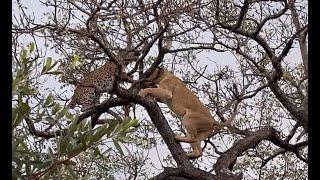 Ravenscourt vs Ottawa Pride - Battle in a tree