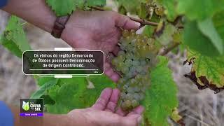 Reportagem Faça Chuva Faça Sol sobre a produção de vinho em Portugal