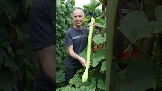TROMBONCINO - THE SUPER SQUASH - Giant Courgette #garden #gardening #growyourownfood