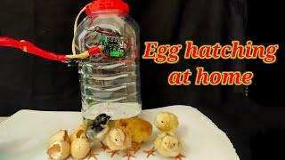 Egg hatched how to make incubator home made incubator  best result water bottle incubator