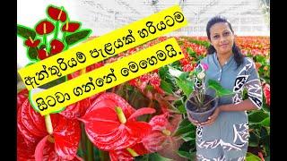 anthurium wagawa sinhala  ඇන්තුරියම් පැළයක් සිටවා ගන්නා හරිම ක්‍රමය  how to grow anthurium plants