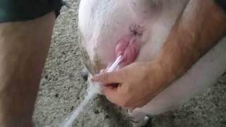 Искусственное осеменение свиньи. Artificial insemination of pigs