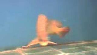 the special arowana