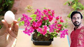 How to Easily make Bonsai Forest  Bougainvillea flower Bonsai for beginners