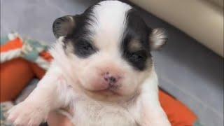 The Woman Picked Up Two Small Stray Dogs and Took It Home to Feed Carefully