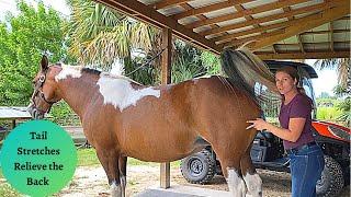 Horse Massage for Picassa Therapeutic Riding Horse Special Equestrians of the Treasure Coast Part 3