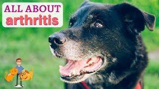 How To Diagnose Arthritis in Dogs + Cats causes + symptoms