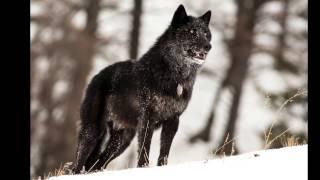 The alarm barking of an alpha male wolf in Yellowstone