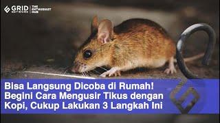 Bisa Langsung Dicoba di Rumah Begini Cara Mengusir Tikus dengan Kopi Cukup Lakukan 3 Langkah Ini