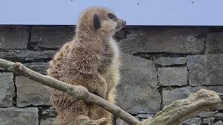 Welsh Mountain Zoo