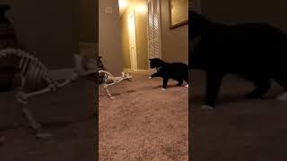 cat funny videos #youtube #shorts