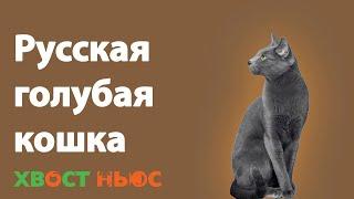 Русская голубая кошка. Все о породе