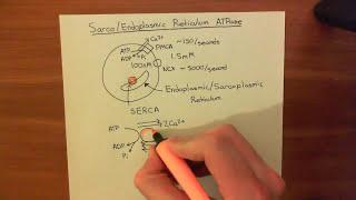 The Sarco  Endoplasmic Reticulum Calcium ATPase SERCA Part 1