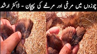 How to Identify Female & Male Chicks by Dr ARSHAD