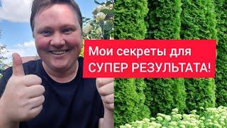 Спасаем хвойные после зимыСамый лучший рецепт