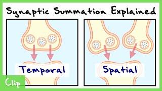 Temporal And Spatial Summation In Neurons Explained With Passive Membrane Properties  Clip