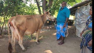 CBJ COW ARTIFICIAL INSEMINATION .