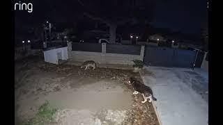 ENTRA UN COYOTE IN UN GIARDINO E GUARDATE COME REAGISCE IL CANE