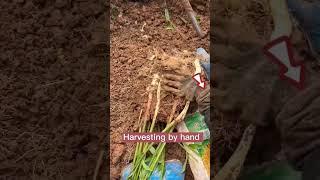 #Ginger #cultivation #agriculture #agriinfo #agritechnology #farmer #farmering #smartagriculture