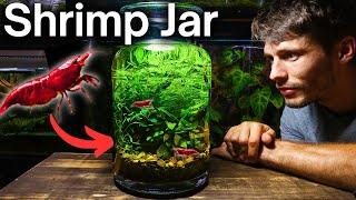 I Made a No-Filter Shrimp Jar Ecosystem Here’s How