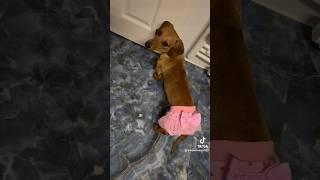 #shortsvideo #dog #doglover #dogs #dackel #puppy #puppydog