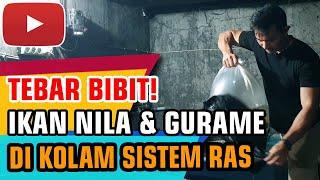 Tebar Bibit Nila & Gurame di Kolam Sistem RAS