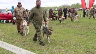 Кобели средняя группаВсероссийская выставка