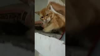 Kucing oyen manja sayang gemoy lucu banget #shorts