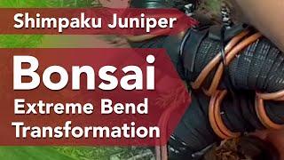 Bonsai Juniper EXTREME Trunk Design