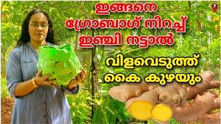 കടയിലെ ഒരു കഷ്ണം ഇഞ്ചി മതി ഇങ്ങനെ നടാൻ  inji krishi in grow bag malayalam  Ginger cultivation tips