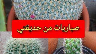 أشهر أنواع الصباريات#صباريات #cactus