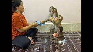 4 Siblings Feel Very Delighted Come To Take Apple Each & THANKS Mom For Bring It For Them To Eat 