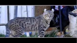 Lynx Hybrid - Amazing cat video - My Cat Goliath tries to escape.