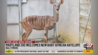 Birth of a Kudu Maryland Zoo announces antelope addition