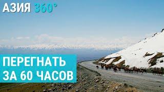 Перегонщики скота жизнь на пределе выживания  АЗИЯ 360°