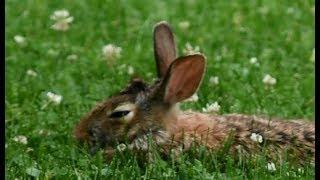 Rabbit Snoozing...