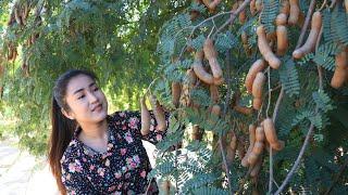 Have you ever eaten pre-ripe tamarind?  Pick pre-ripe tamarind for my recipe  Cooking with Sreypov