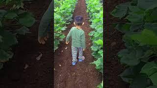 Marathi Farmer Video Shetkari Status #shetkari #farmer #farming #cutebaby #viralvideo #villagelife