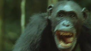 Chimps Set Up an Ambush for Monkeys  Trials Of Life  BBC Earth