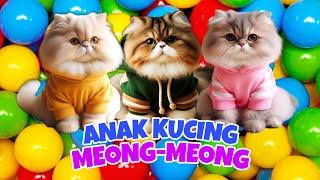 KUCING OYEN dan SI GEMBUL BIKIN GEMESS  Anak Kucing Meong Meong