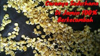 Cara Merendam Biji Cabe Agar 100% Berkecambah Dengan Cepat