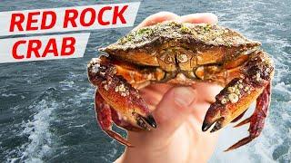 Cooking the Gem of the Pacific Northwest Red Rock Crab — Deep Dive