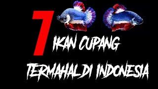 7 IKAN CUPANG TERMAHAL DI INDONESIA  HARUS TAU