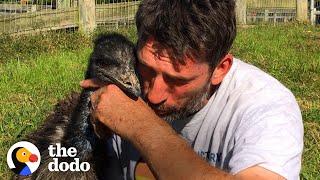 Emu Follows Her Human Dad Everywhere  The Dodo Soulmates