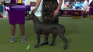 Xoloitzcuintli  Breed Judging 2023