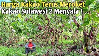 Kakao Sulawesi 2 Memang Terbaik  Buahnya Bikin Petani Lupa Pulang 